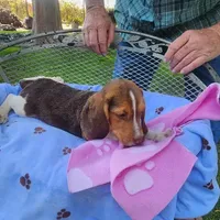 Millie's F 2, a female Beagle for sale in Fresno, CA – Photo 2 of 10