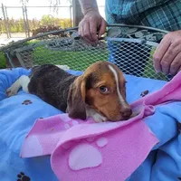 Millie's F 2, a female Beagle for sale in Fresno, CA – Photo 7 of 10