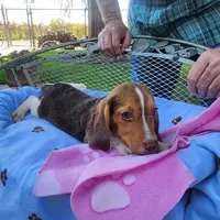 Millie's F 2, a female Beagle for sale in Fresno, CA – Photo 6 of 10