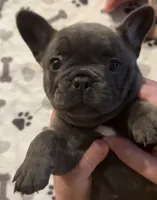 Cleopatra, a female French Bulldog for sale in Lower Gwynedd Township, PA – 3 of 3