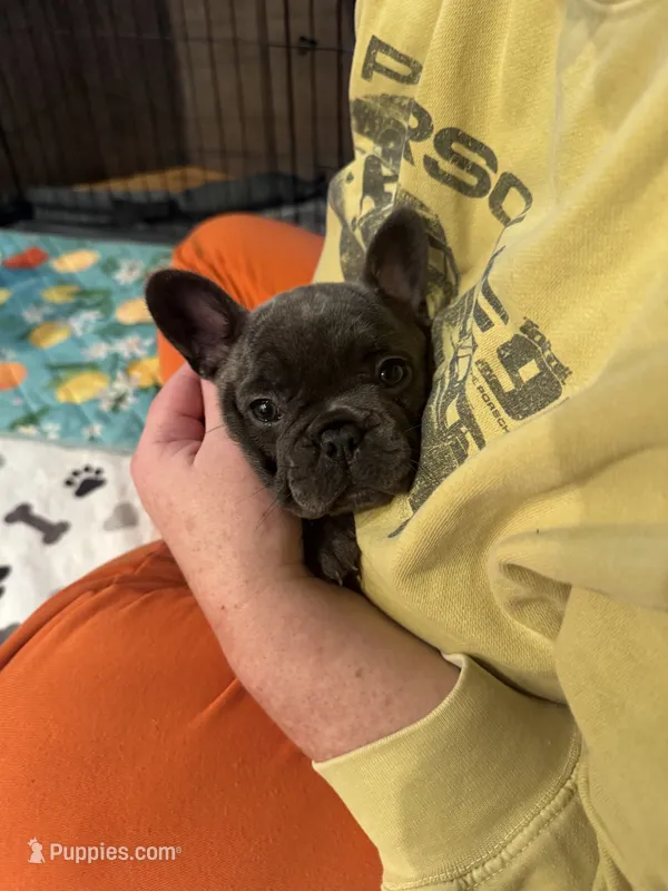 Cleopatra – French Bulldog puppy for sale in Lower Gwynedd Township, PA