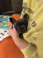 Cleopatra, a female French Bulldog for sale in Lower Gwynedd Township, PA – 1 of 3