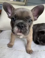 Caesar, a male French Bulldog for sale in Lower Gwynedd Township, PA – 2 of 9