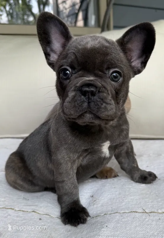 Cleopatra – French Bulldog puppy for sale in Lower Gwynedd Township, PA