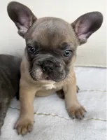 Caesar, a male French Bulldog for sale in Lower Gwynedd Township, PA – 1 of 9