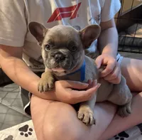 Caesar, a male French Bulldog for sale in Lower Gwynedd Township, PA – 2 of 3