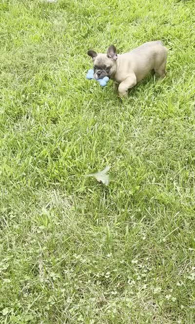 Caesar, a male French Bulldog for sale in Lower Gwynedd Township, PA – 9 of 9
