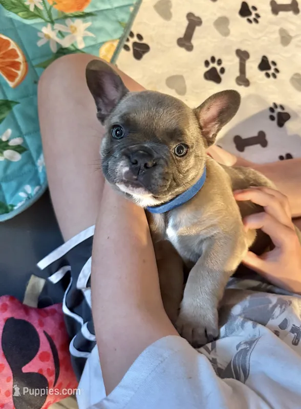 Caesar – French Bulldog puppy for sale in Lower Gwynedd Township, PA