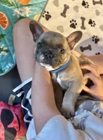 Caesar, a male French Bulldog for sale in Lower Gwynedd Township, PA – 1 of 3