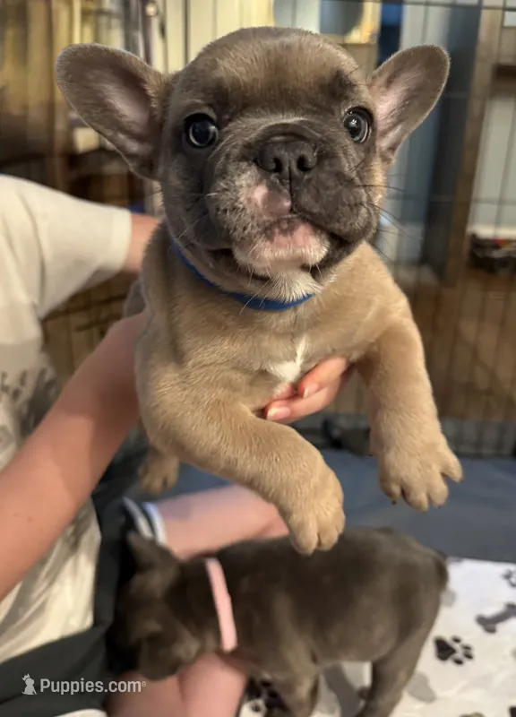 Caesar – French Bulldog puppy for sale in Lower Gwynedd Township, PA