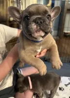 Caesar, a male French Bulldog for sale in Lower Gwynedd Township, PA – 3 of 3