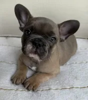 Caesar, a male French Bulldog for sale in Lower Gwynedd Township, PA – 3 of 9