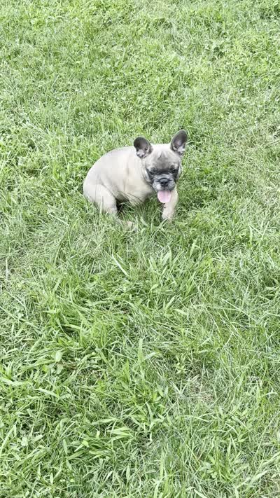 Caesar, a male French Bulldog for sale in Lower Gwynedd Township, PA – 8 of 9