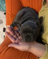 Cleopatra, a female French Bulldog for sale in Lower Gwynedd Township, PA – 2 of 3