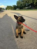 Foxy, a female Belgian Malinois for sale in San Tan Valley, AZ – 2 of 2