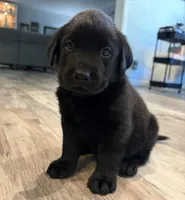 Tank, a male Labrador Retriever for sale in San Tan Valley, AZ – 1 of 5