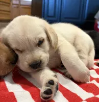 Blondie, a female Labrador Retriever for sale in San Tan Valley, AZ – 2 of 3