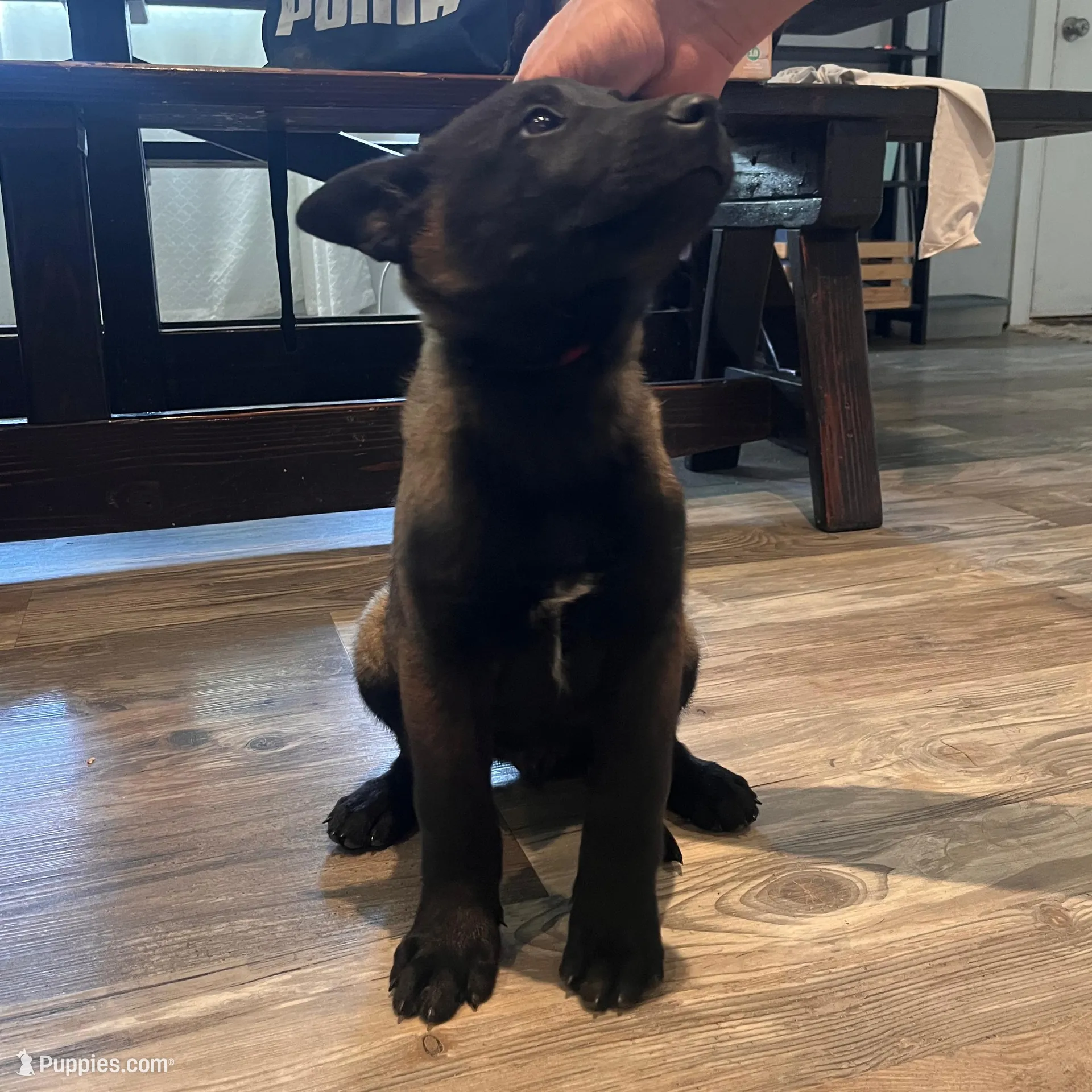 Lainey, a female Belgian Malinois for sale in San Tan Valley, AZ – Photo 2 of 5