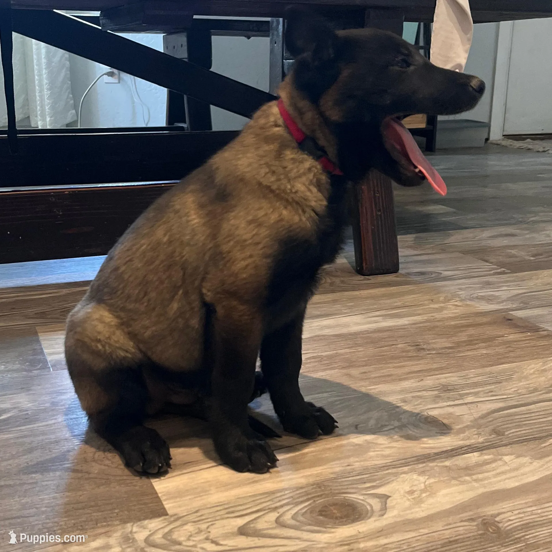 Lainey, a female Belgian Malinois for sale in San Tan Valley, AZ – Photo 4 of 5