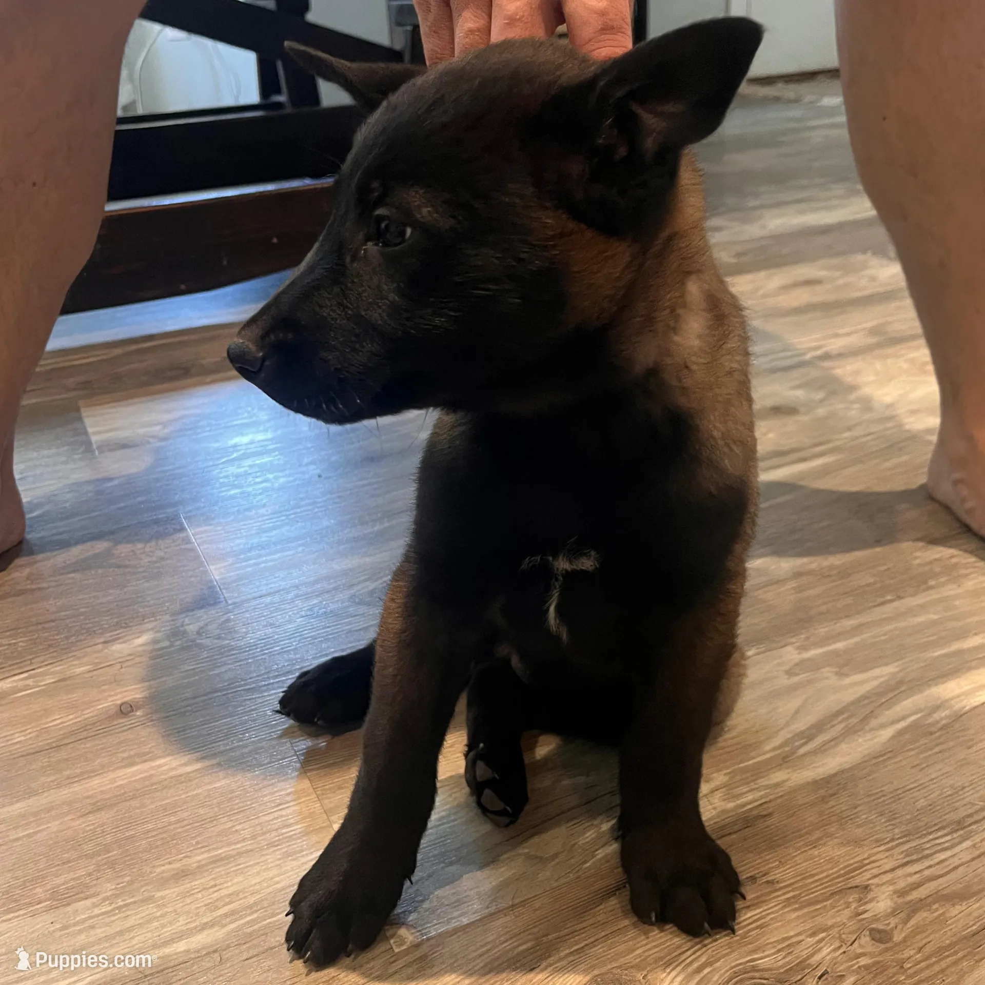 Lainey, a female Belgian Malinois for sale in San Tan Valley, AZ – Photo 3 of 5