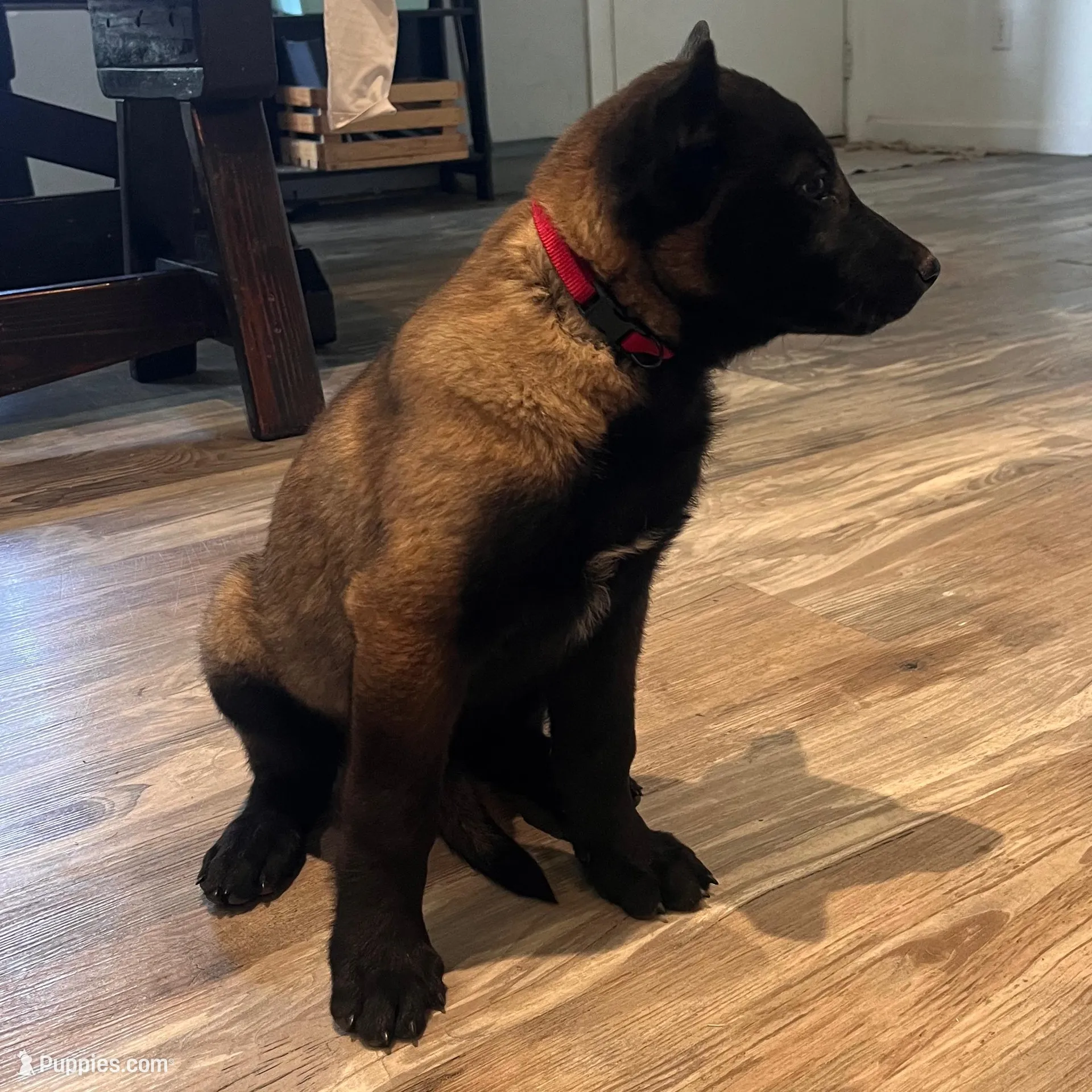 Lainey, a female Belgian Malinois for sale in San Tan Valley, AZ – Photo 5 of 5