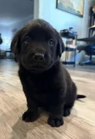 Tank, a male Labrador Retriever for sale in San Tan Valley, AZ – 4 of 5