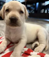 Dolly, a female Labrador Retriever for sale in San Tan Valley, AZ – 3 of 3