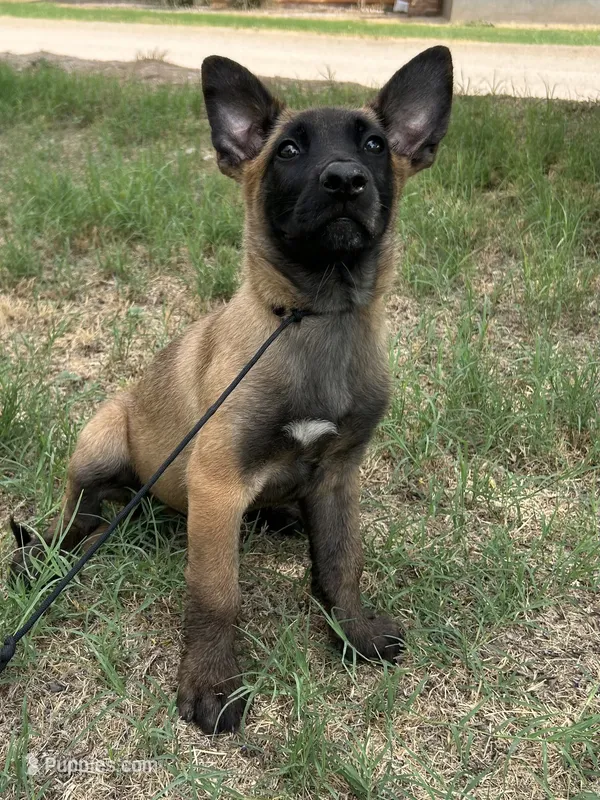 Zeus – Belgian Malinois puppy for sale in San Tan Valley, AZ