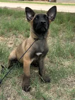 Zeus, a male Belgian Malinois for sale in San Tan Valley, AZ – 1 of 4