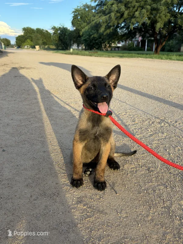 Foxy – Belgian Malinois puppy for sale in San Tan Valley, AZ