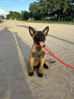 Foxy, a female Belgian Malinois for sale in San Tan Valley, AZ – 1 of 2