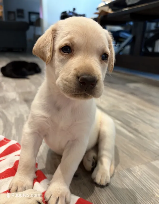 Dolly – Labrador Retriever puppy for sale in San Tan Valley, AZ