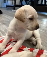 Dolly, a female Labrador Retriever for sale in San Tan Valley, AZ – 2 of 3