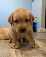 Scooby, a male Labrador Retriever for sale in San Tan Valley, AZ – 2 of 5
