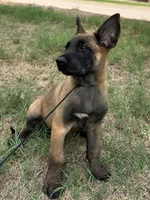 Zeus, a male Belgian Malinois for sale in San Tan Valley, AZ – 3 of 4