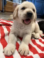 Blondie, a female Labrador Retriever for sale in San Tan Valley, AZ – 3 of 3