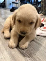 Rocco, a male Labrador Retriever for sale in San Tan Valley, AZ – 3 of 3