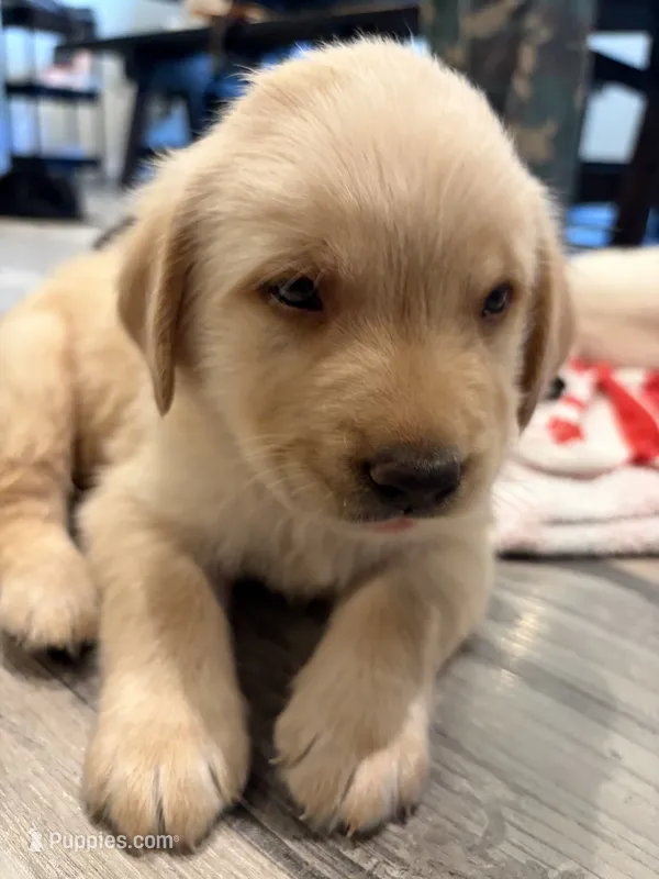 Rocco – Labrador Retriever puppy for sale in San Tan Valley, AZ