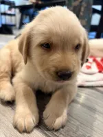 Rocco, a male Labrador Retriever for sale in San Tan Valley, AZ – 1 of 3