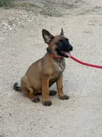 Roxy, a female Belgian Malinois for sale in San Tan Valley, AZ – 1 of 3