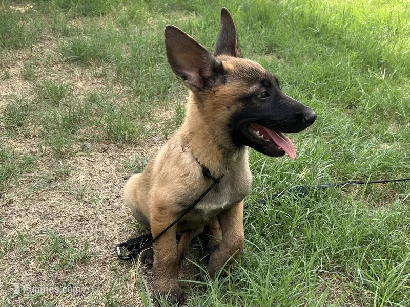 Achilles – Belgian Malinois puppy for sale in San Tan Valley, AZ