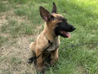 Zeus, a male Belgian Malinois for sale in San Tan Valley, AZ – 2 of 4