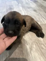 Lottie , a female Belgian Malinois for sale in San Tan Valley, AZ – 1 of 1