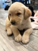 Rocco, a male Labrador Retriever for sale in San Tan Valley, AZ – 2 of 3