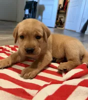 Scooby, a male Labrador Retriever for sale in San Tan Valley, AZ – 5 of 5