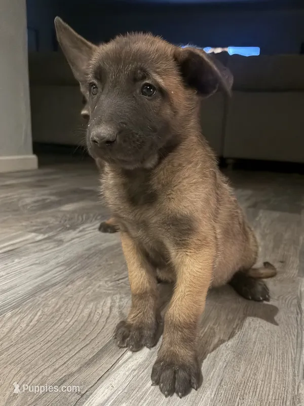 Zeus – Belgian Malinois puppy for sale in San Tan Valley, AZ