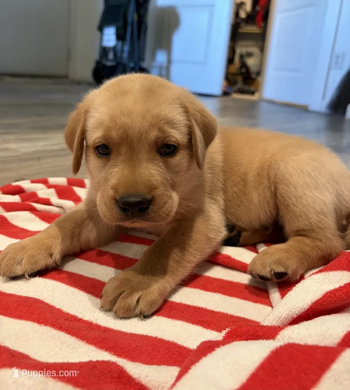 Scooby – Labrador Retriever puppy for sale in San Tan Valley, AZ