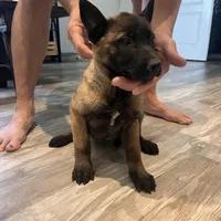 Titan, a male Belgian Malinois for sale in San Tan Valley, AZ – Photo 3 of 4