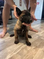 Titan, a male Belgian Malinois for sale in San Tan Valley, AZ – Photo 3 of 4