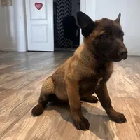 Titan, a male Belgian Malinois for sale in San Tan Valley, AZ – Photo 2 of 4